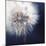 Dandelion Haze-Andreas Stridsberg-Mounted Giclee Print