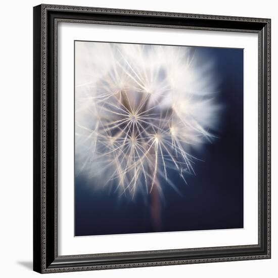 Dandelion Haze-Andreas Stridsberg-Framed Giclee Print