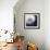 Dandelion Haze-Andreas Stridsberg-Framed Giclee Print displayed on a wall