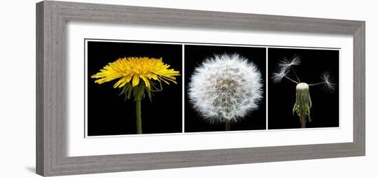 Dandelion Life Cycle-Steve Gadomski-Framed Photographic Print