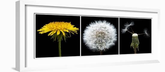 Dandelion Life Cycle-Steve Gadomski-Framed Photographic Print
