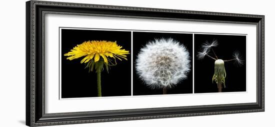 Dandelion Life Cycle-Steve Gadomski-Framed Photographic Print