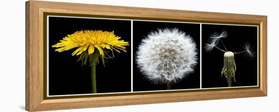 Dandelion Life Cycle-Steve Gadomski-Framed Premier Image Canvas