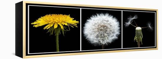 Dandelion Life Cycle-Steve Gadomski-Framed Premier Image Canvas