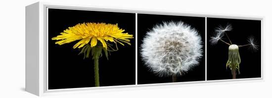 Dandelion Life Cycle-Steve Gadomski-Framed Premier Image Canvas