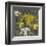 Dandelion on Tumbling Blocks-Susan Clickner-Framed Giclee Print