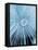 Dandelion Pappus, SEM-Peter Bond-Framed Premier Image Canvas