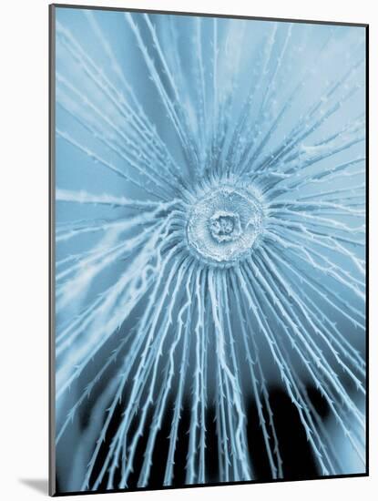 Dandelion Pappus, SEM-Peter Bond-Mounted Photographic Print