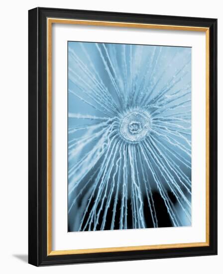 Dandelion Pappus, SEM-Peter Bond-Framed Photographic Print