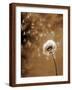 Dandelion Seed Blowing Away-Terry Why-Framed Photographic Print