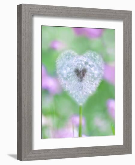 Dandelion Seed Head, UK Garden-null-Framed Photographic Print