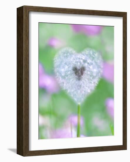 Dandelion Seed Head, UK Garden-null-Framed Photographic Print