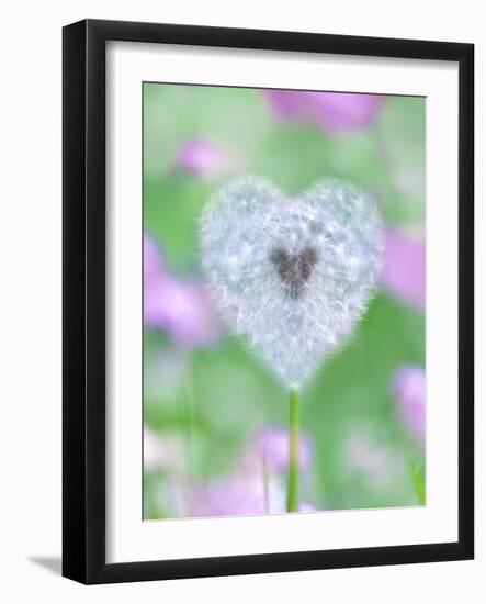 Dandelion Seed Head, UK Garden-null-Framed Photographic Print