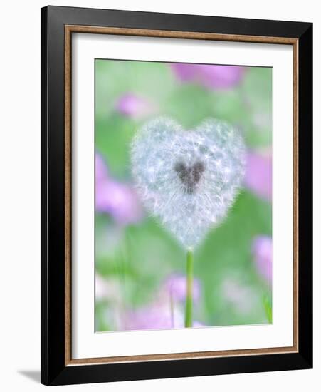 Dandelion Seed Head, UK Garden-null-Framed Photographic Print