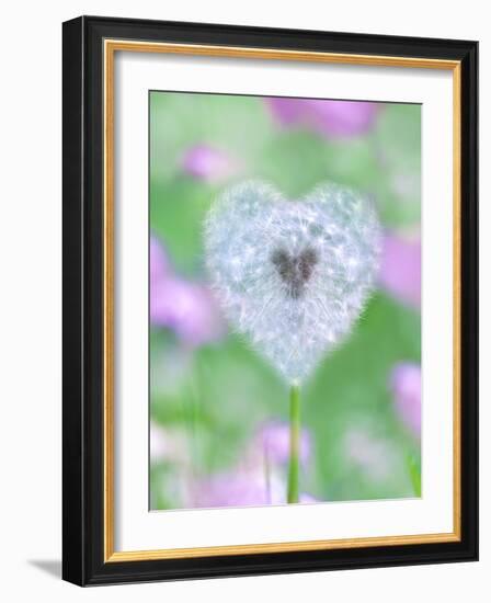 Dandelion Seed Head, UK Garden-null-Framed Photographic Print