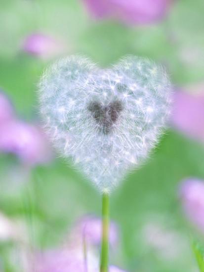 dandelion seed head uk garden photographic print by art com
