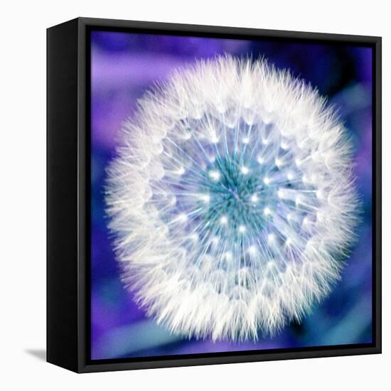 Dandelion Seed Head-Victor De Schwanberg-Framed Premier Image Canvas