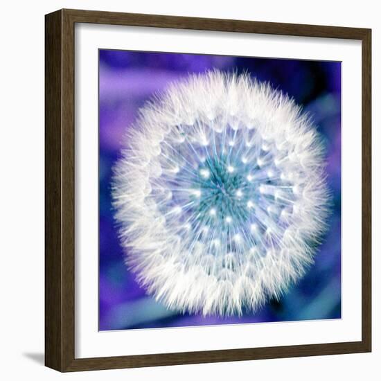 Dandelion Seed Head-Victor De Schwanberg-Framed Premium Photographic Print