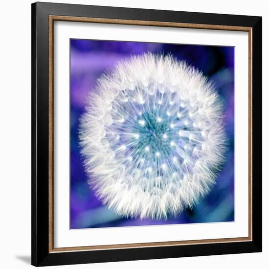 Dandelion Seed Head-Victor De Schwanberg-Framed Premium Photographic Print