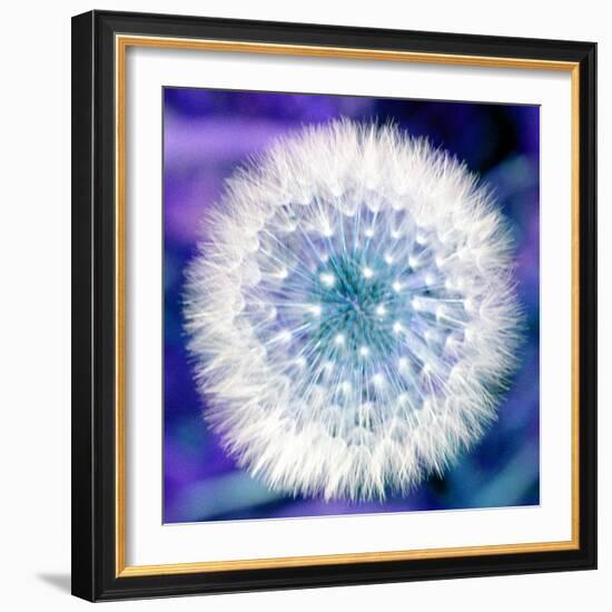 Dandelion Seed Head-Victor De Schwanberg-Framed Premium Photographic Print