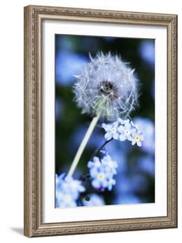 Dandelion Seed Head-Georgette Douwma-Framed Photographic Print