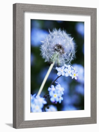 Dandelion Seed Head-Georgette Douwma-Framed Photographic Print