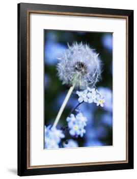Dandelion Seed Head-Georgette Douwma-Framed Photographic Print