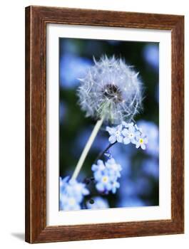 Dandelion Seed Head-Georgette Douwma-Framed Photographic Print