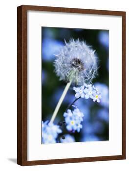 Dandelion Seed Head-Georgette Douwma-Framed Photographic Print