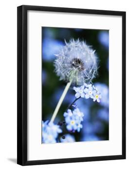 Dandelion Seed Head-Georgette Douwma-Framed Photographic Print