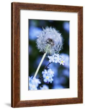 Dandelion Seed Head-Georgette Douwma-Framed Photographic Print