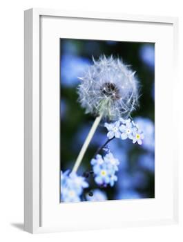 Dandelion Seed Head-Georgette Douwma-Framed Photographic Print