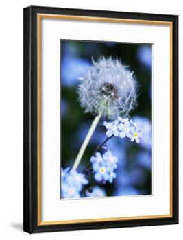 Dandelion Seed Head-Georgette Douwma-Framed Photographic Print