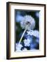 Dandelion Seed Head-Georgette Douwma-Framed Photographic Print