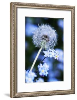 Dandelion Seed Head-Georgette Douwma-Framed Photographic Print
