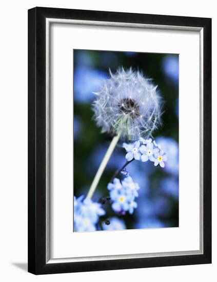 Dandelion Seed Head-Georgette Douwma-Framed Photographic Print