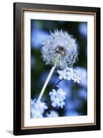 Dandelion Seed Head-Georgette Douwma-Framed Photographic Print