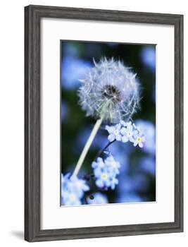 Dandelion Seed Head-Georgette Douwma-Framed Photographic Print