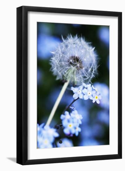 Dandelion Seed Head-Georgette Douwma-Framed Photographic Print