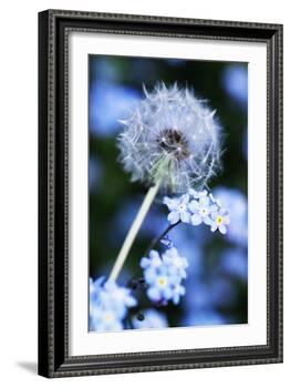 Dandelion Seed Head-Georgette Douwma-Framed Photographic Print