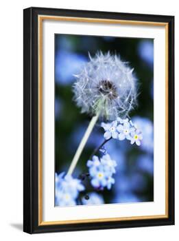 Dandelion Seed Head-Georgette Douwma-Framed Photographic Print