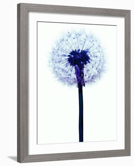 Dandelion Seed Head-Victor De Schwanberg-Framed Photographic Print