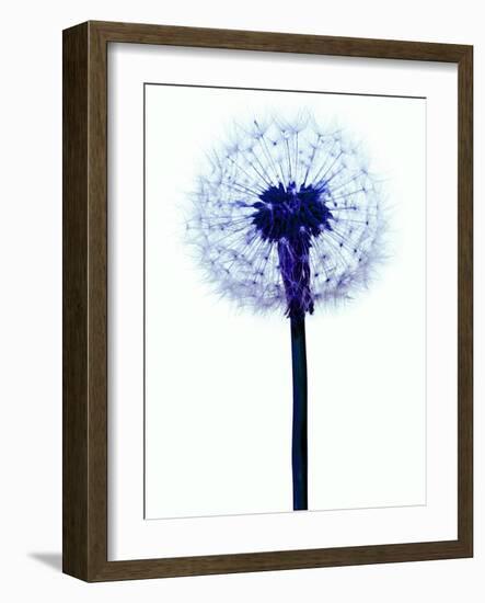 Dandelion Seed Head-Victor De Schwanberg-Framed Photographic Print