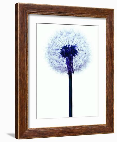 Dandelion Seed Head-Victor De Schwanberg-Framed Photographic Print