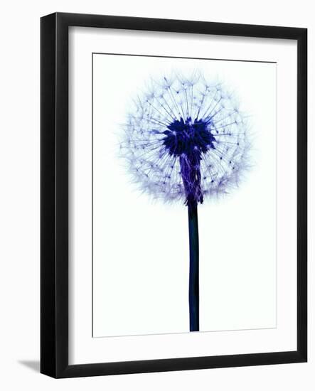 Dandelion Seed Head-Victor De Schwanberg-Framed Photographic Print