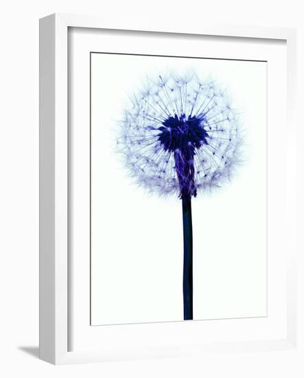 Dandelion Seed Head-Victor De Schwanberg-Framed Photographic Print