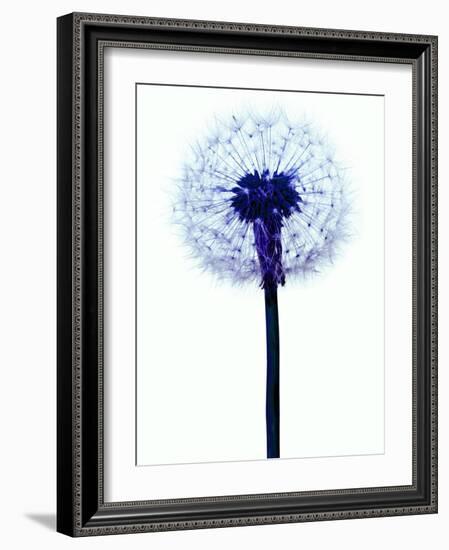 Dandelion Seed Head-Victor De Schwanberg-Framed Photographic Print