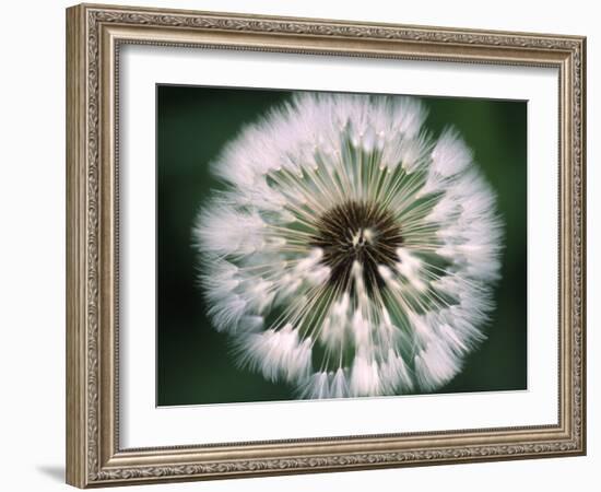 Dandelion Seed Head-Dr^ Nick-Framed Photographic Print