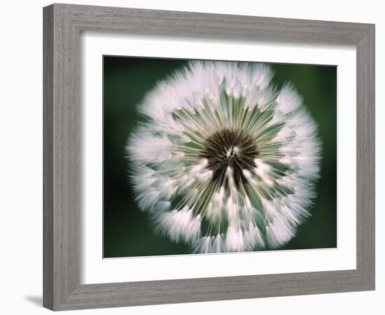 Dandelion Seed Head-Dr^ Nick-Framed Photographic Print