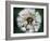 Dandelion Seed Head-Dr^ Nick-Framed Photographic Print